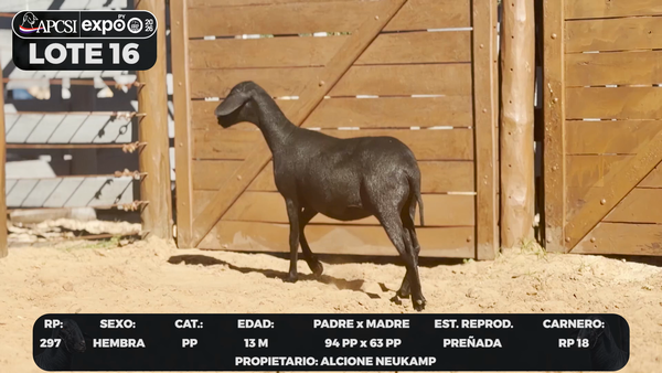 Lote LOTE 16 - CAMPO