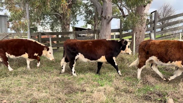 Lote VACAS DE INVERNADA