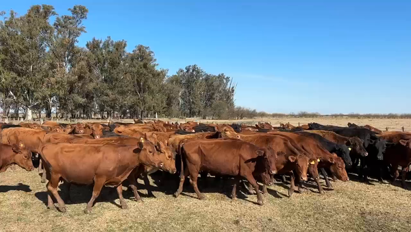Lote 100 Vacas de invernar
