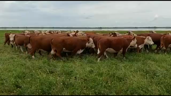 Lote 44 Vacas nuevas C/ gtia de preñez en Alcaraz N., Entre Ríos