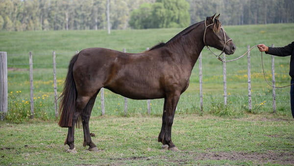 Lote JAGUEL ZARAGOZA