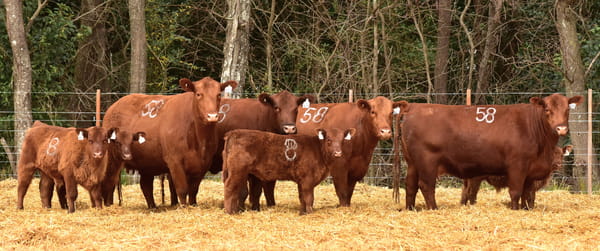 Lote VACAS ANGUS PARIDAS