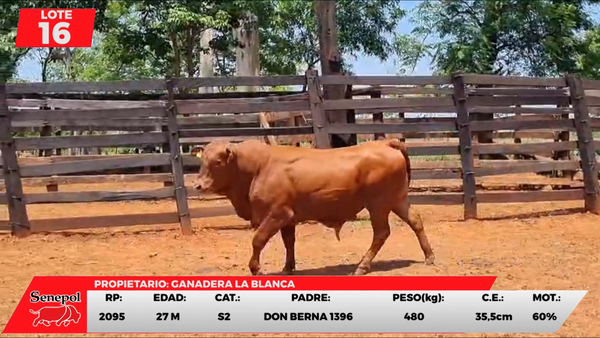 Lote LOTE 16