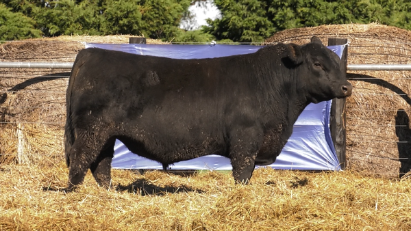 Lote TOROS A. ANGUS PURO PEDIGREE