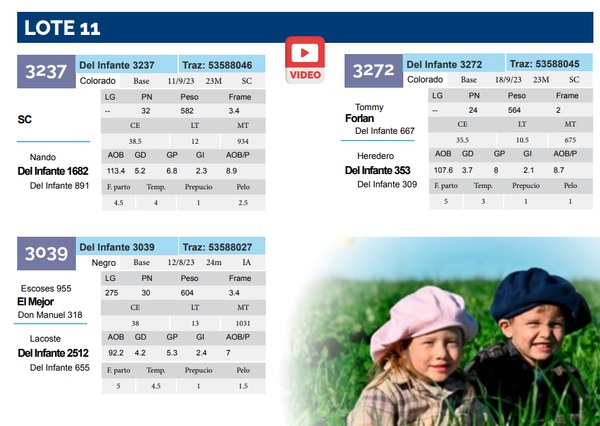 Lote Lote 11