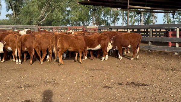 Lote 70 Terneras en Corrientes, Bonpland