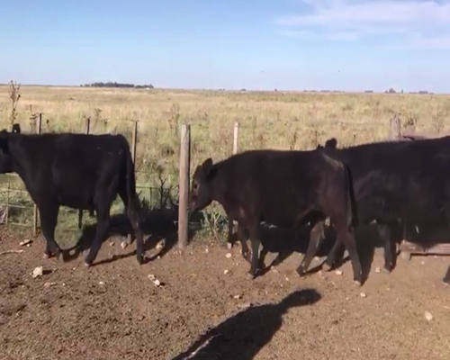 Lote 61 NOVILLITOS, EN OLAVARRÍA, PCIA. DE BS. AS.