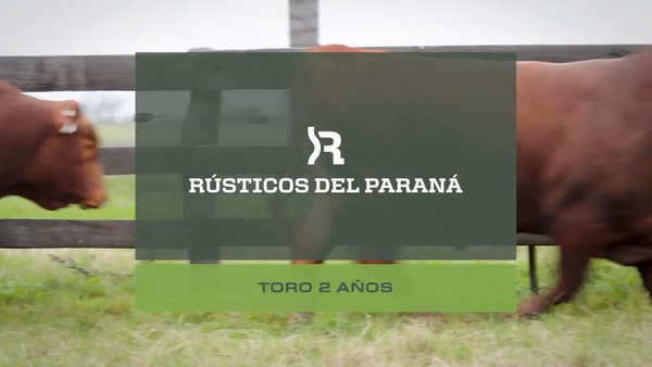 Lote Toros
