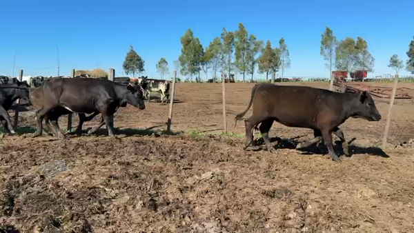 Lote VAQUILLONAS 1 a 2 AÑOS