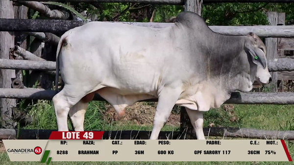 Lote LOTE 49