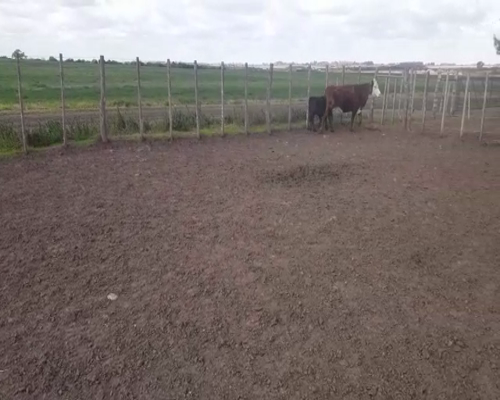 Lote (Vendido)2 Ovejas piezas de cría, Colonia