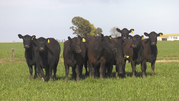 Lote VAQ. ANGUS NEGRO PC C/GTÍA DE PREÑEZ PARICION OTOÑO