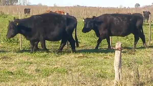 Lote 20 Vacas CUT preñadas