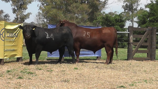 Lote TOROS ANGUS PURO CONTROLADO