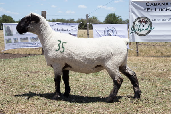 Lote OVINO HAMPSHIRE D. HEMBRA PP