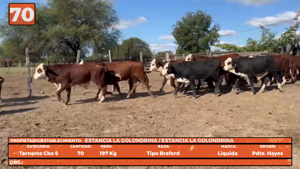 Lote LOTE 70