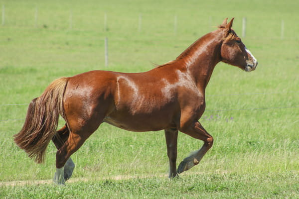 Lote DESEADO DE LOS CARDOS