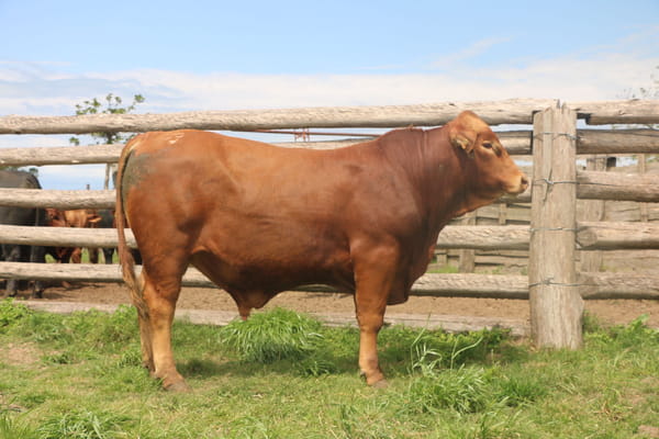 Lote Toros, Tacuarembó