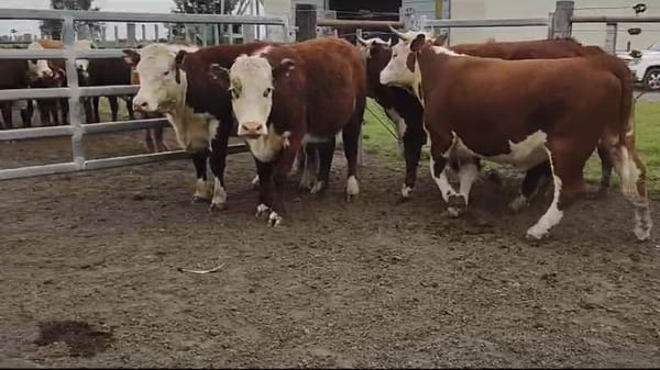 Lote Estancia La Invernada