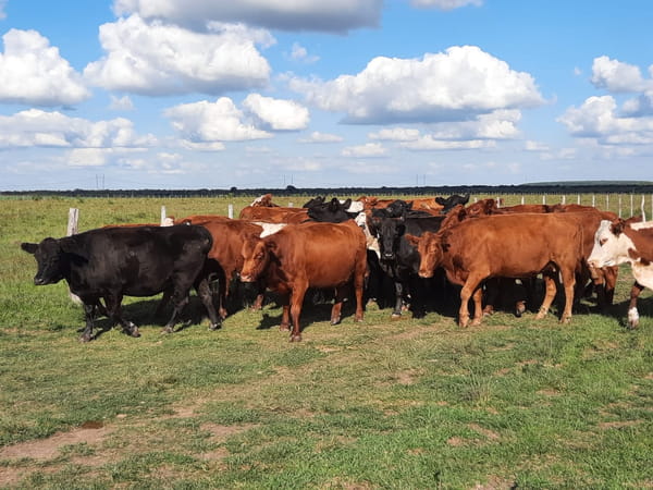 Lote SAENZ VALIENTE, BULLRICH Y Cia. S.A.