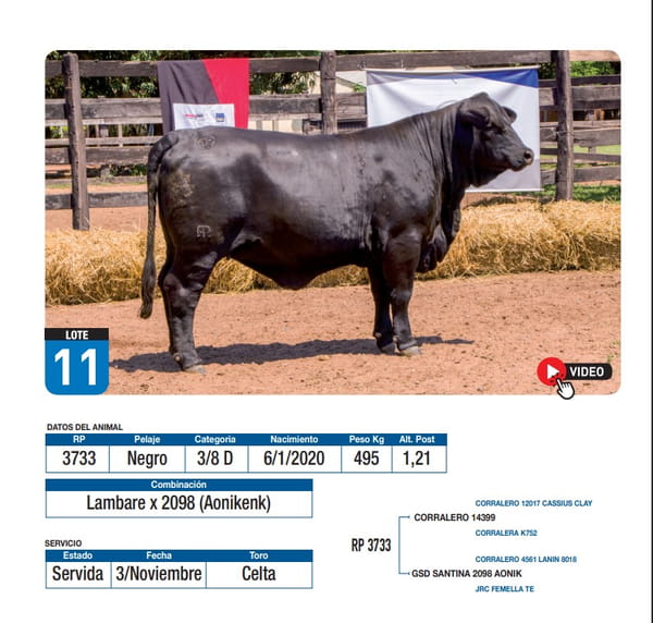 Lote Lambare x 2098 (Aonikenk)