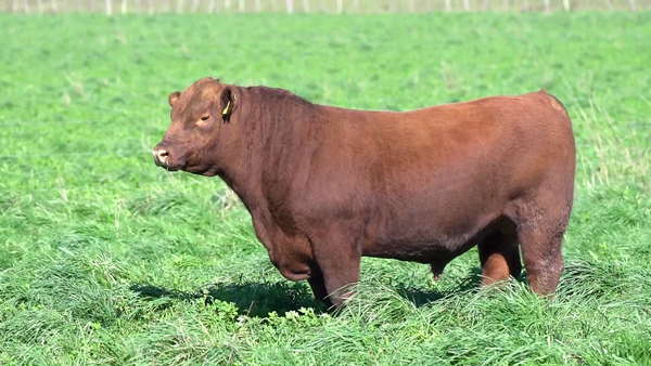 Lote TORO