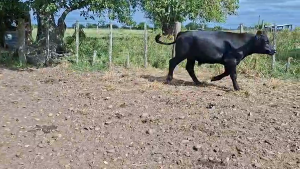 Lote NOVILLOS