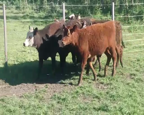 Lote (Vendido)6 Terneras CRUZAS 200kg -  en COSTAS DEL ROSARIO