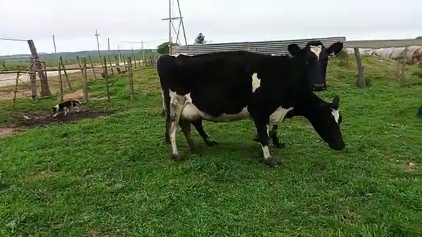 Lote 2 Vacas de Invernada 580kg - , San José