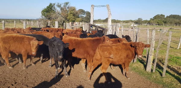Lote 70 Terneros/as en Sauce, Corrientes
