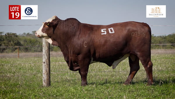 Lote LOTE 19 - TOROS BRAFORD NO. 50