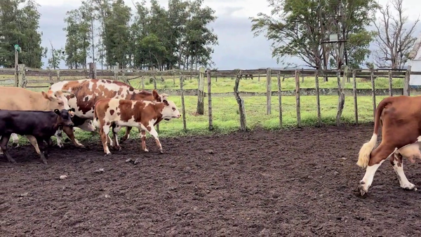 Lote PIEZAS DE CRÍA