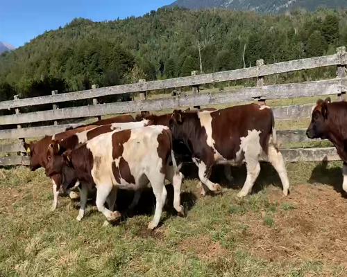 Lote 14 Ternero en Cisnes, XI Región Aysén