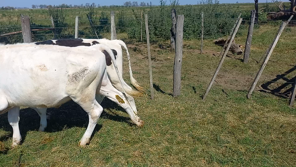 Lote 23 Novillitos Holando en Brinkmann, Córdoba