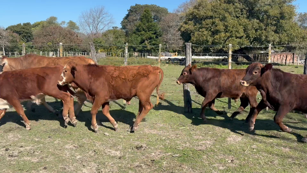 Lote 44 Terneros en Corrientes, San Cosme