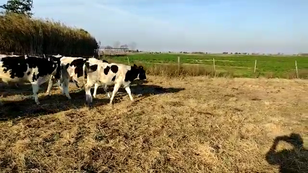Lote 27 Terneros Holando Argentino en Altos de Chipion, Córdoba