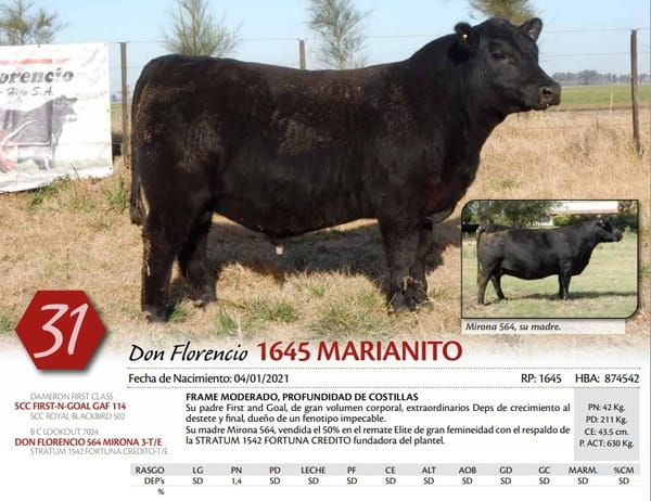 Lote TORO