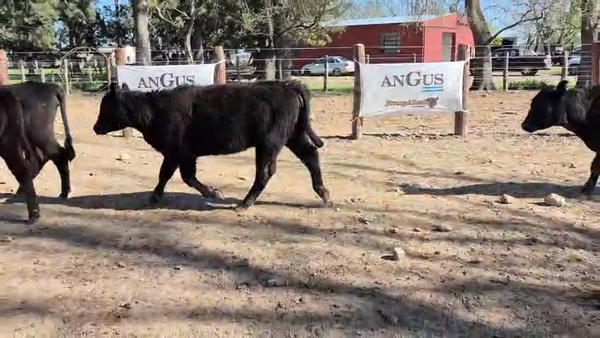 Lote 65 Terneras
