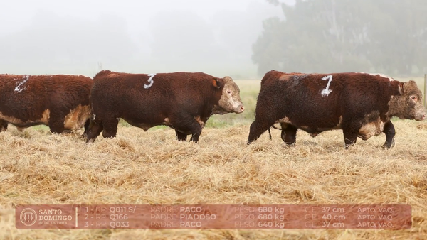 Lote ORDEN 18 TOROS DE LOTES