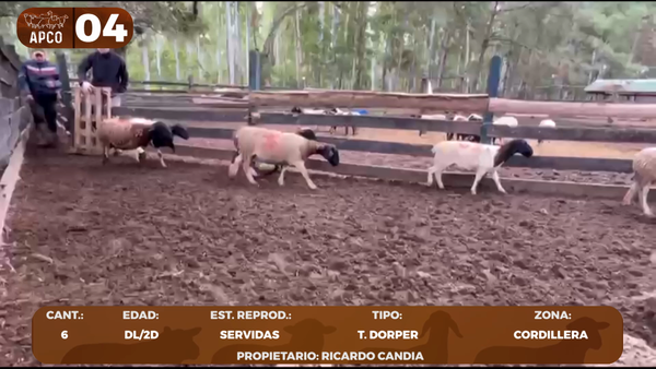 Lote LOTE 4 -POR PANTALLA