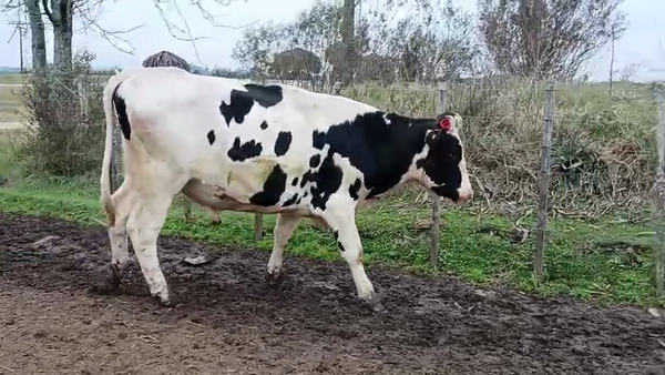 Lote Toros 500kg - , San José