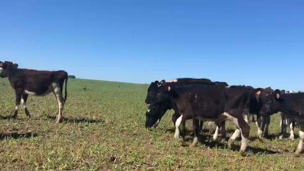 Lote 40 Terneros Holando