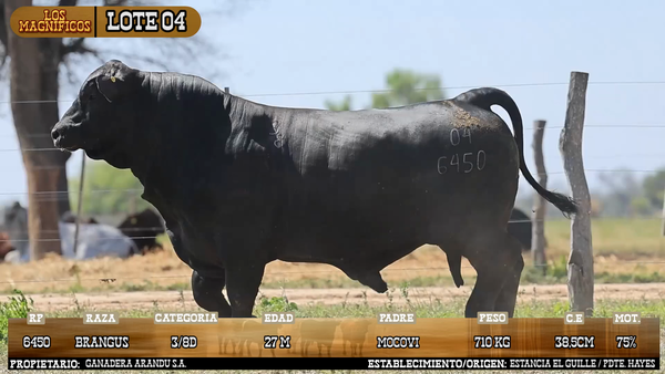 Lote LOTE 4 - VIVO