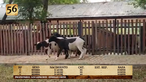 Lote LOTE 56