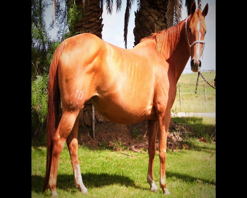 Lote VDA GITANITA PEPPY