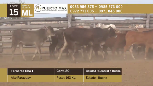 Lote Terneras hasta 170 kg