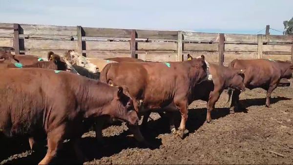 Lote 20 Vaquilla Gorda en Los Ángeles, VIII Región Biobío