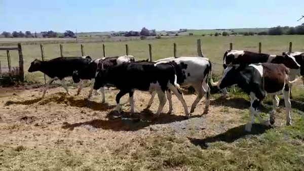 Lote (Vendido)10 Terneros Holando HOLANDO 185kg -  en SANTA ROSA