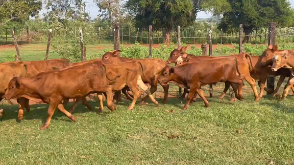 Lote 120 Terneros en Candelaria, Misiones