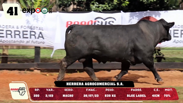 Lote LOTE 41
